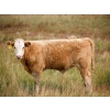 Image 3 : Alvin Sandum Family - 670# Steer Calves - 94 Head (Hussar, AB)