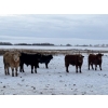 Image 2 : Hines Ranching - 900# Dec/Jan Delivery Yearling Steers - 70 Head (Marwayne, AB)