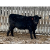 Image 5 : L & J Ranch - 730# January Delivery Heifers - 85 Head (Harptree, SK)
