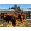 Image 3 : Fox Cattle Co. - 11 Bred Heifers (Pen 443)