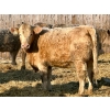 Image 4 : Darcy, Colton & Blake Reinhardt - 850# February Delivery Heifers - 145 Head (Redland, AB)