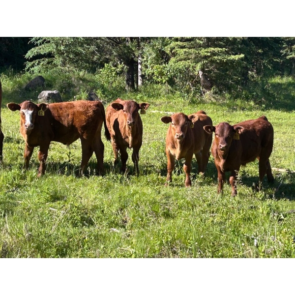 Cutting Edge/Holtry Creek - 675# November Delivery Steer Calves - 90 Head (100 Mile House, BC)