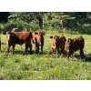 Image 1 : Cutting Edge/Holtry Creek - 675# November Delivery Steer Calves - 90 Head (100 Mile House, BC)
