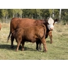 Image 4 : Jason & Melissa Smith - 650# October Delivery Steer Calves - 70 Head (Eckville, AB)