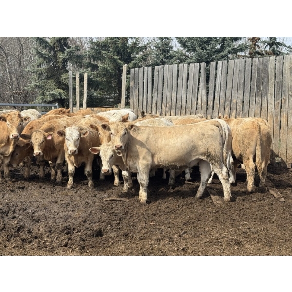 Midpoint Farms - 1000# May Delivery Steers - 62 Head (Drayton Valley, AB)