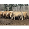 Image 1 : Midpoint Farms - 1000# May Delivery Steers - 62 Head (Drayton Valley, AB)