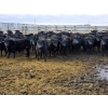 Image 6 : M.S. MacLean Livestock - 870# March Delivery Steers - 163 Head (Coaldale, AB)