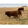 Image 8 : Langer Land & Cattle Inc. - 650# November Steer Calves - 240 Head (Riverhurst, SK) VBP+