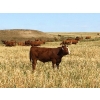 Image 5 : Mashon Ranches - 675# October Delivery Steer Calves - 90 Head (Homestead Coulee, AB)