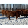 Image 10 : Greg Trewin - 30 RBF/RWF/Red Bred Heifers (Coulter, MB)