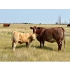 Image 3 : Kokay Farms Ltd. - 685# November Delivery Steer Calves - 120 Head (Rosemary, AB)