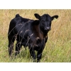 Image 8 : Running M Farms - 540# October Delivery Steer Calves - 41 Head (Airdrie, AB)
