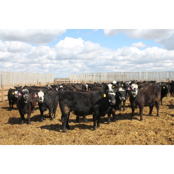 A&S Farms - 30 BBF Replacement Heifers (Coaldale, AB)