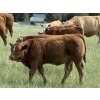 Image 5 : Jason & Jenna Packer - 740# October Delivery Heifer Calves - 83 Head (Sundre, AB)