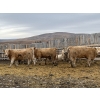 Image 7 : Lowe Ranches - 903# February Delivery Heifers - 57 Head (Nanton, AB)