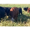 Image 6 : Red Spring Ranch - 46 Angus X Cows (Okla, SK) *selling actual pay weight*