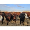 Image 5 : C.O. Johnson & Sons Ranches  - 890# March Delivery Steers - 101 Head (Scandia, AB) VBP+