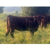 Image 5 : Little Rainbow Ranch - 50 Red & RBF Simm X Angus & Angus AI Bred Heifers (Moosomin, SK)