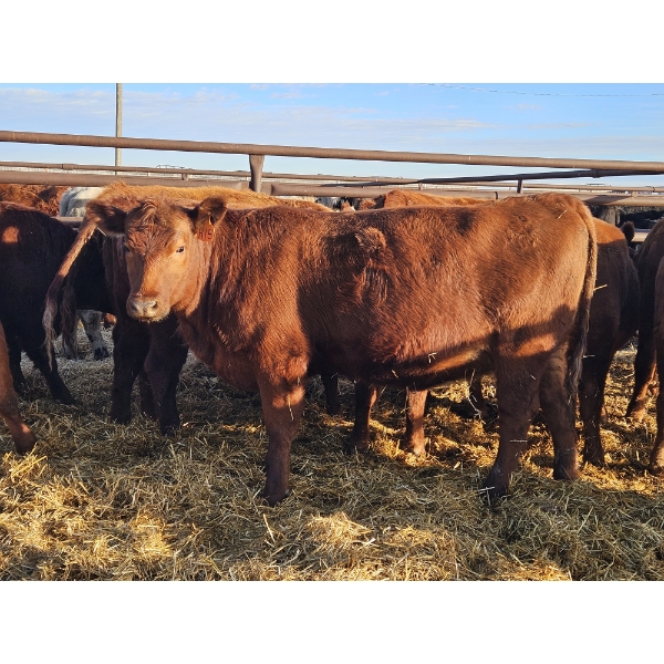 Max Simo - 10 Red Heifers (Pen 438-434)