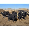 Image 3 : Downie Lake Colony - 860# March Delivery Heifers - 350 Head (Maple Creek, SK)