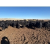 Image 2 : Vern Hambling - 800# February Delivery Heifers - 243 Head (High River, AB)