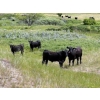 Image 3 : Jamie McMillan - 990# August Delivery Grass Steers - 75 Head (Elkwater, AB)
