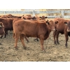 Image 4 : Wayne & Brian Slenders - 750# December Delivery Weaned Steers - 69 Head (Scandia, AB)