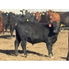 Image 8 : Lance & Lisa Howg - 760# October Delivery Steer Calves - 80 Head (Enchant, AB)