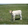 Image 14 : Circus Coulee Cattle - 550# November Delivery Steer Calves - 100 Head (Dorothy, AB) 
