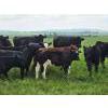 Image 14 : Double J Crop & Cattle Co.  - 650# September Delivery Steer Calves - 80 Head (Rimbey, AB)