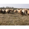 Image 2 : Westview Cattle Co. - 1000# September Delivery Grass Heifers - 122 Head (Consort, AB)