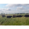 Image 3 : Ramage Land & Cattle - 525# November Delivery Steer Calves - 220 Head (Fairlight, SK) VBP+
