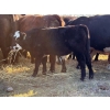 Image 9 : Watkins Rock Solid Ranch - 600# October Delivery Steer Calves - 160 Head (Craik, SK)