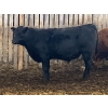 Image 9 : Jarokosky Farms - 900# March Delivery Steers - 138 Head (Lethbridge, AB)
