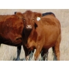 Image 4 : Scott & Gail Sapergia - 20 Red March/April Calving Bred Heifers (Hays, AB)