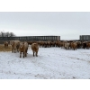 Image 2 : Four Harts Cattle Co. - 1000# March Delivery Steers - 83 Head (Vermilion, AB)