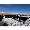 Image 4 : Antelope Butte Ranch - 842# March Delivery Steers - 70 Head (Lundbreck, AB) VBP+