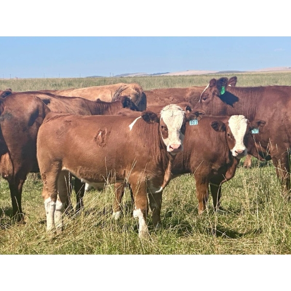 Mullen Land & Cattle Co. - 700# September Delivery Steer Calves - 86 Head (Peers, AB)