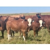 Image 1 : Mullen Land & Cattle Co. - 700# September Delivery Steer Calves - 86 Head (Peers, AB)