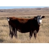Image 7 : McIntyre Ranch - 24 RBF/RNK March/April Calving Bred Heifers (Magrath, AB)