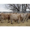 Image 15 : Vossepoel Cattle Co. - 630# December Delivery Weaned Heifers - 250 Head (Tilley, AB)
