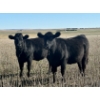 Image 5 : Valley View Ranch - 925# October Grass Heifers - 66 Head (Strathmore, AB)