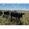 Image 8 : Sheldon Reimer - 840# September Grass Heifers - 288 Head (Cromer, MB)