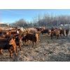 Image 3 : Lyle Burkard - 900# August Delivery Heifers - 280 Head (Bawlf, AB)