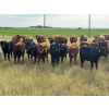 Image 2 : JR Cattle Company Ltd. - 550# October Delivery Steer Calves - 30 Head (Fort Macleod, AB)