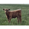 Image 2 : J&E Farms Ltd. - 620# November Delivery Heifer Calves - 100 Head (Tilley, AB)