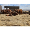 Image 12 : Rolling N Ranches (Nolan & Amanda Osadczuk) - 8 Red Heifer Pairs (Pen F7)