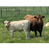 Image 3 : MacMillan Farming Co. - 500# July Delivery Heifer Calves - 180 Head (Cayley, AB) VBP+