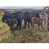 Image 2 : Rolling N Ranches (Nolan & Amanda Osadczuk) - 5 Black Heifer Pairs