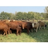 Image 5 : Winchester Cattle Company - 1025# September Delivery Grass Heifers - 38 Head (Leslieville, AB)